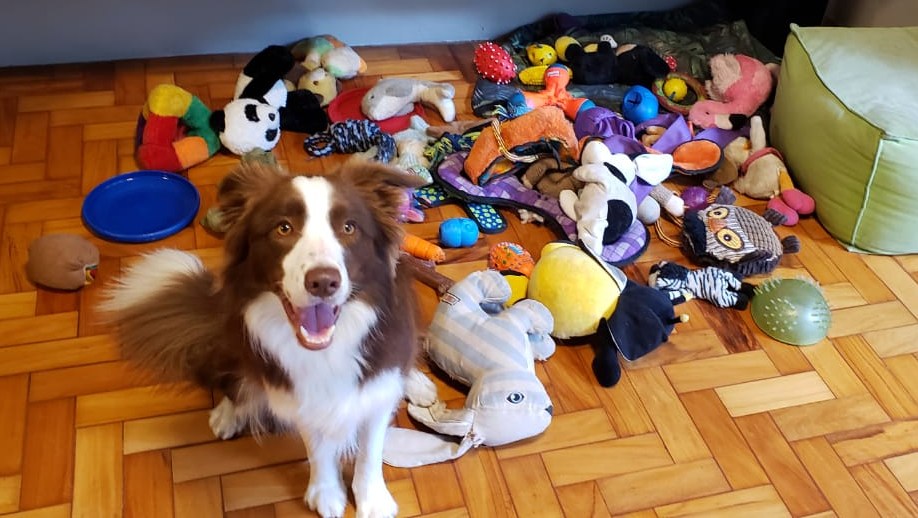 Dogs Remember Toy Names for Over Two Years Amazing Study